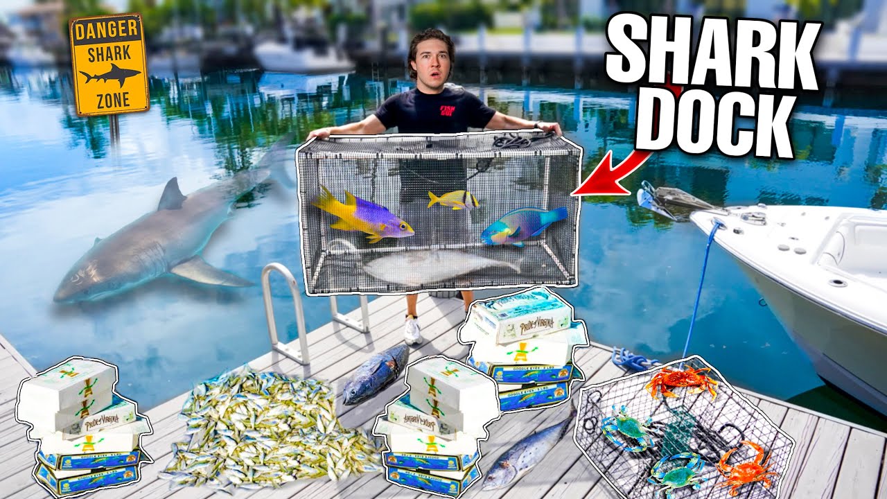 Using 1000 LBS of DEAD FISH To Catch AQUARIUM FISH For My SALTWATER POND!