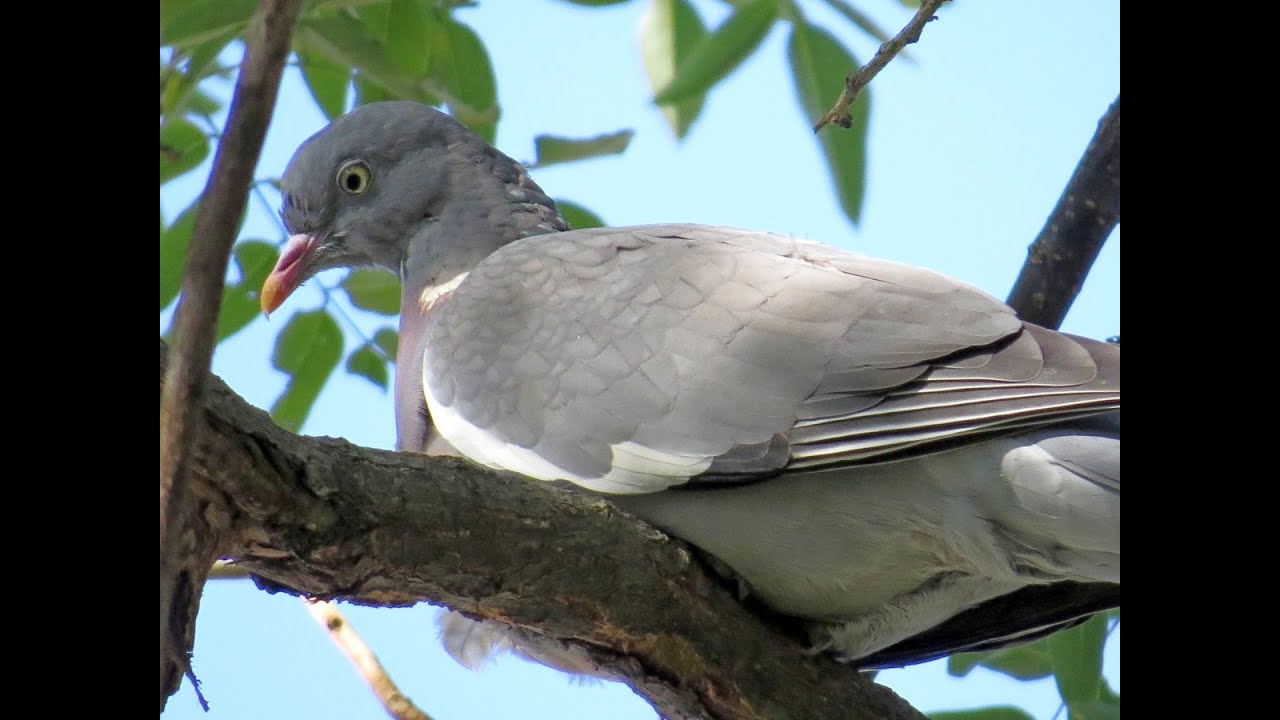 Вяхири, стрекоза и чиж.   Ноябрь