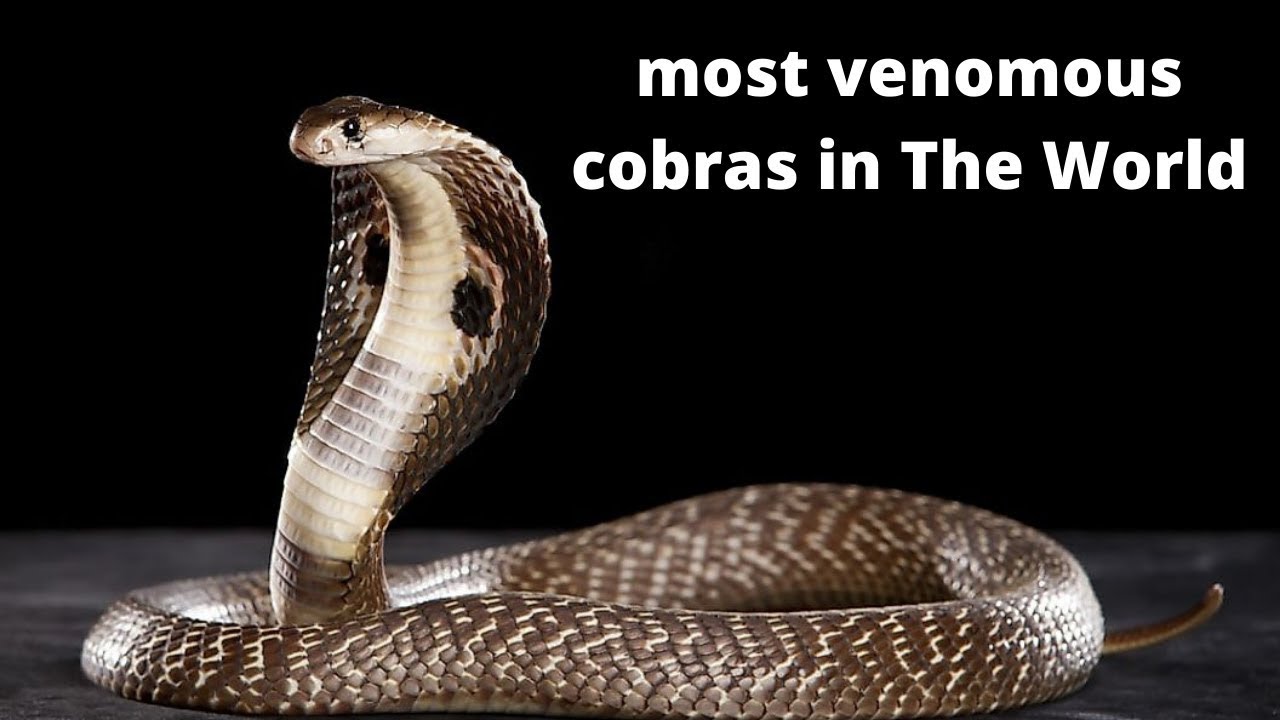 Top 10 most venomous cobras in The World