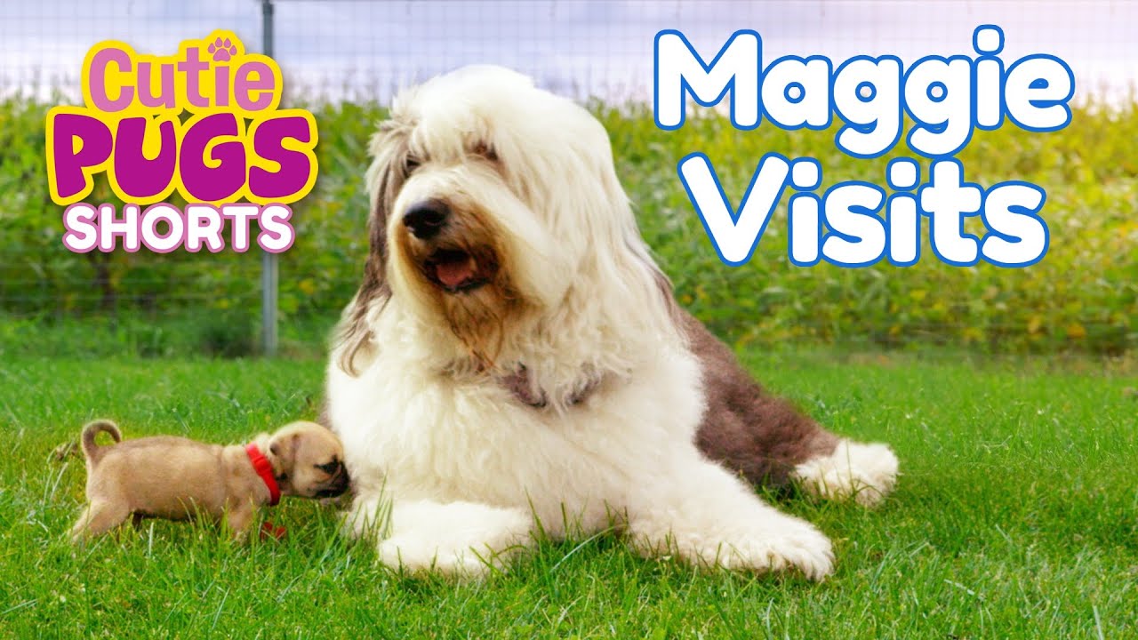 Maggie Visits🐩 | Cutie Pugs🐶 | Animals for Kids🐾