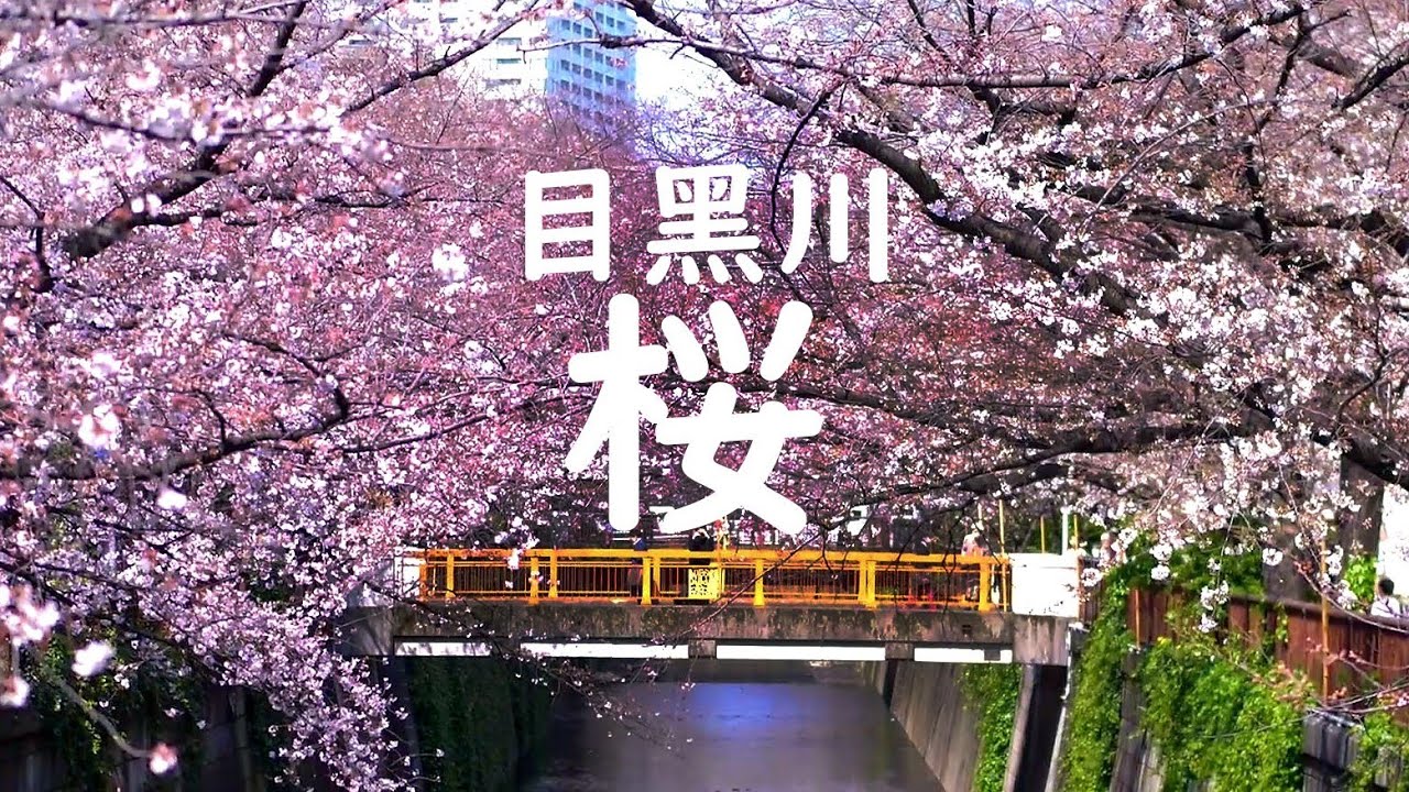 東京目黒川的樱花 2020目黒川の桜