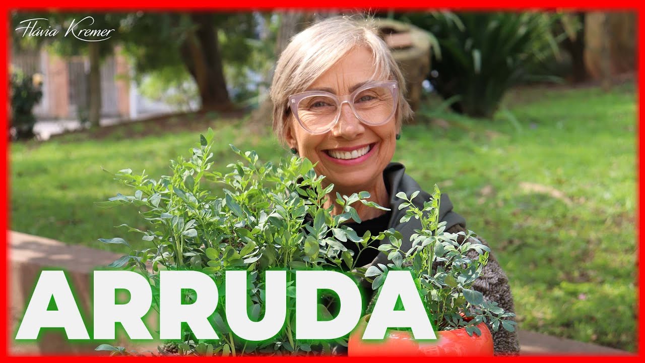 Planta Arruda Como Cuidar  | Flávia Kremer