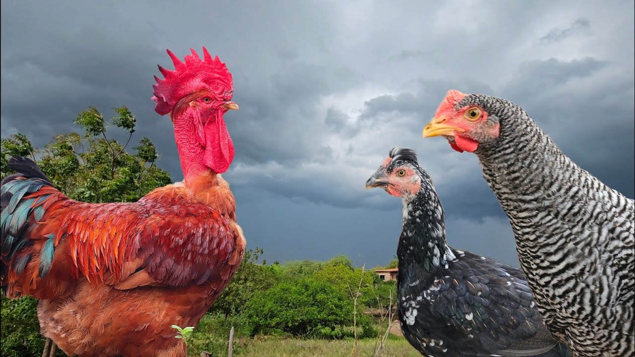 Queima de estoque na Granja - As novidades da semana