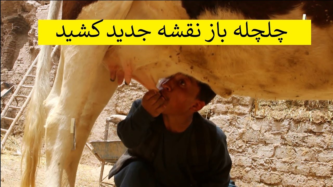 چلچله باز نقشه جدید کشید