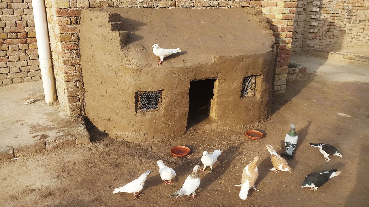 Make a Pigeon house With double mesh of clay and bricks