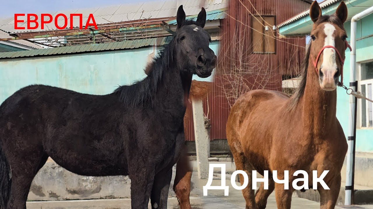 ДОНЧАК  БЭЭЛЕР  ЕВРОПА  БАЙТАЛДАР  Сатууга Чыкты 