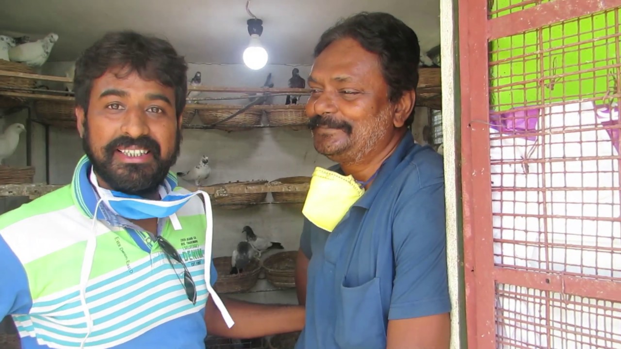 High flying pigeon of Montu Ghosh, Krishnagar (মন্টু ঘোষের হাই ফ্লায়ার পায়রা)