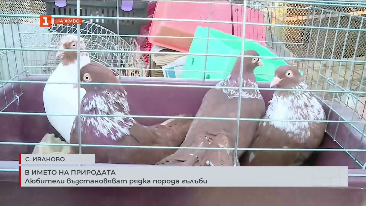 В ИМЕТО НА ПРИРОДАТА - ЛЮБИТЕЛИ ВЪЗСТАНОВЯВАТ РЯДКА ПОРОДА ГЪЛЪБИ  20.03.2025