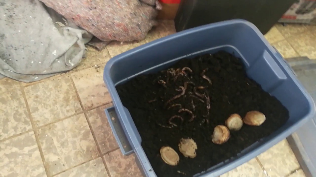 Raise your own Worms for Bait
