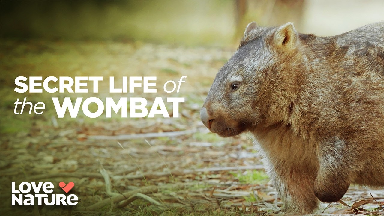 The Wombats of Australia's Snowy Mountains | Secret Life Of The Wombat 101