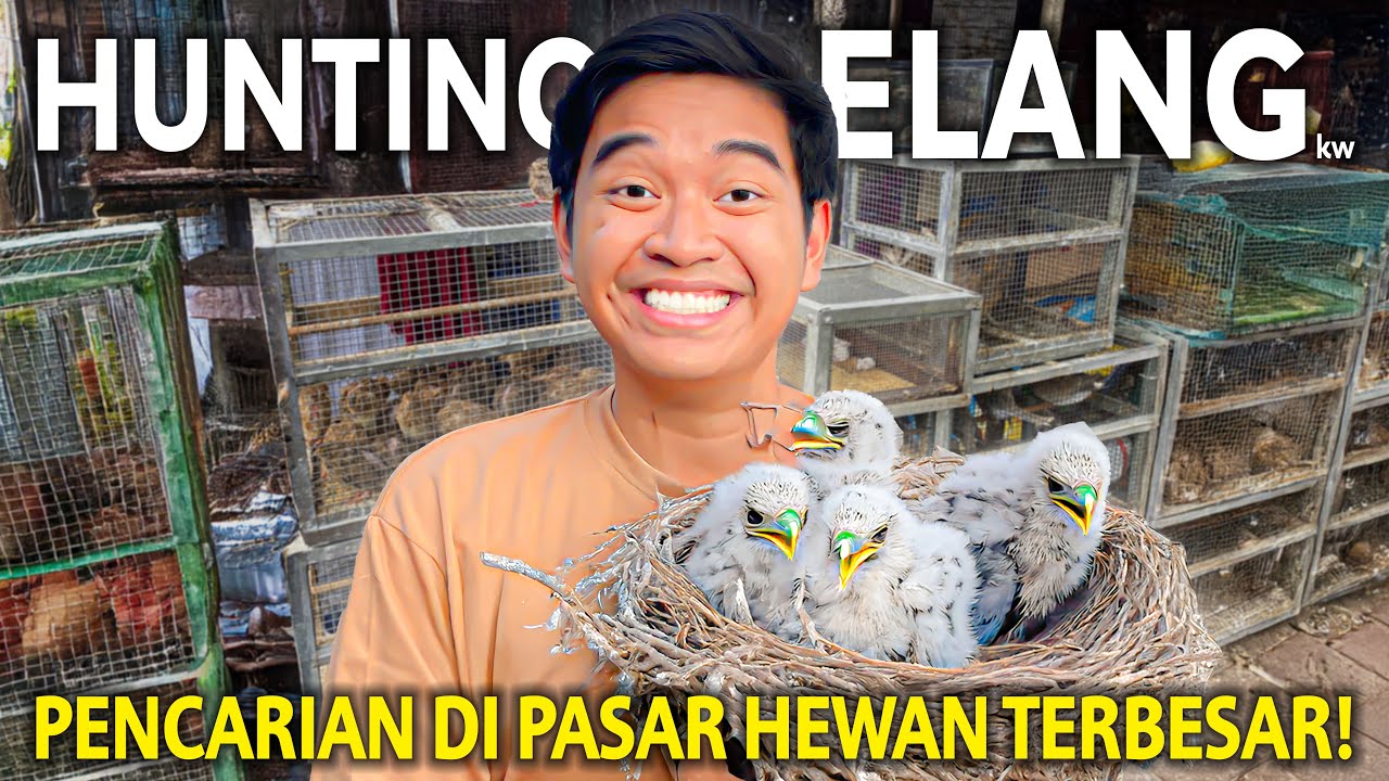 PENCARIAN ELANG KW YANG BISA GACOR KE PASAR HEWAN TERBESAR BANDUNG! AKHIRNYA BISA DAPET!