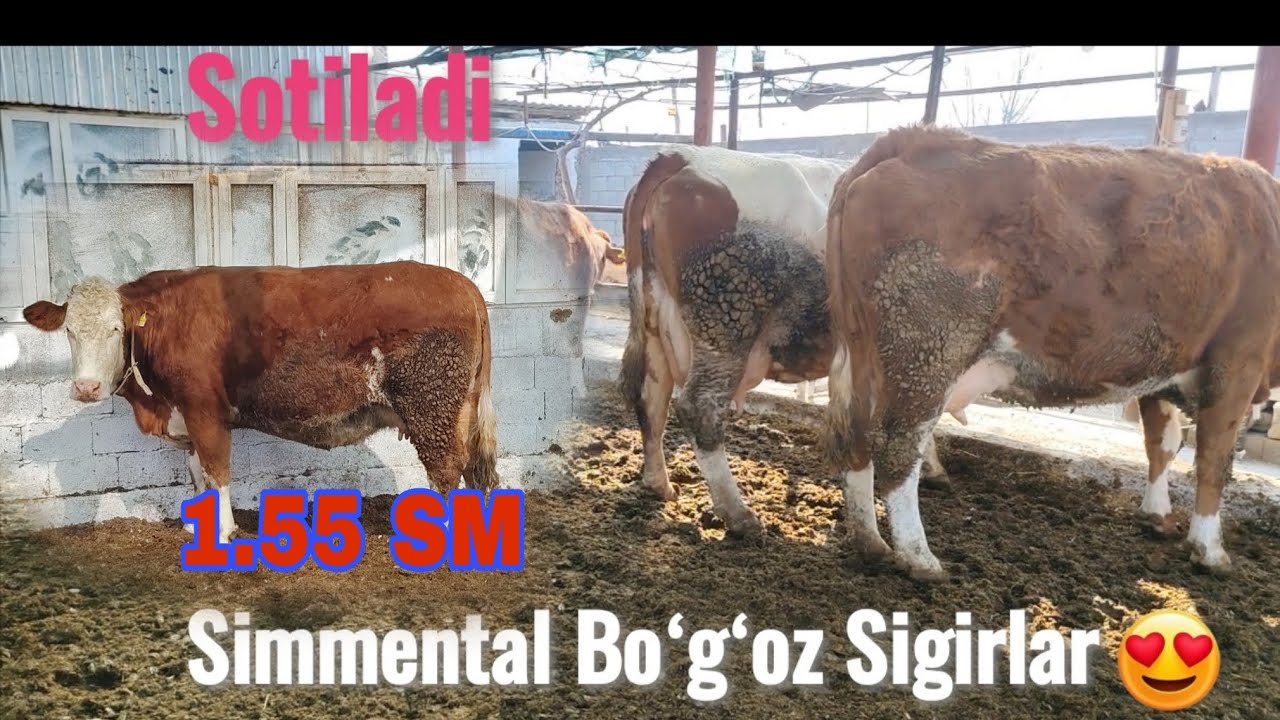 🔥SIMMENTAL BUGʻOZ SIGIRLAR SOTILADI 😍MASHAALLOH GERAKIL KOTTASIDAN @oson_bozor 