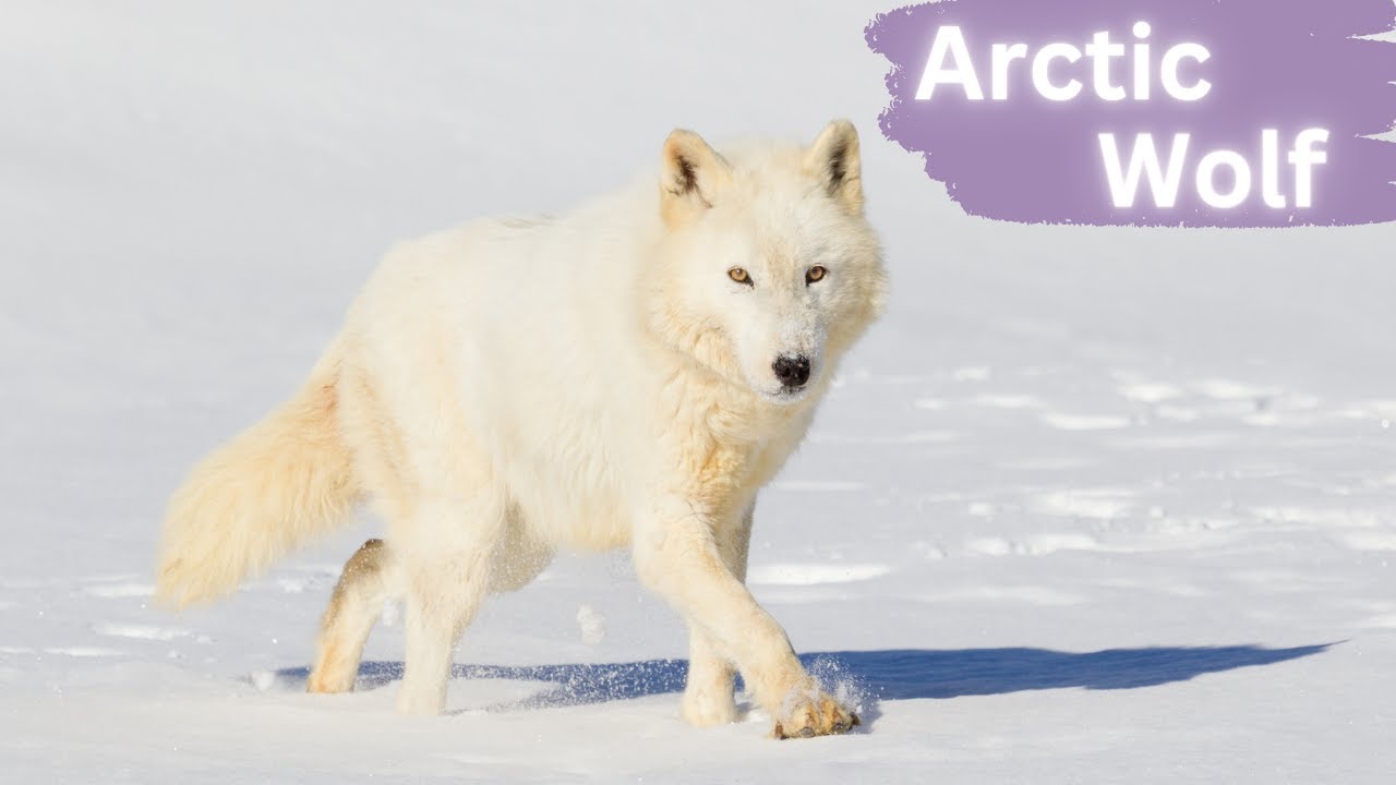 Arctic Wolves | Spectral Guardians of the Tundra