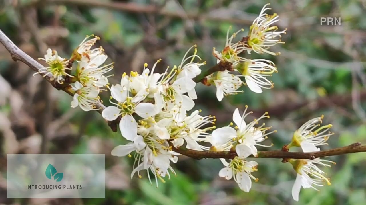 Common names: blackthorn, sloe, Scientific name: Prunus spinosa Family: Rosaceae