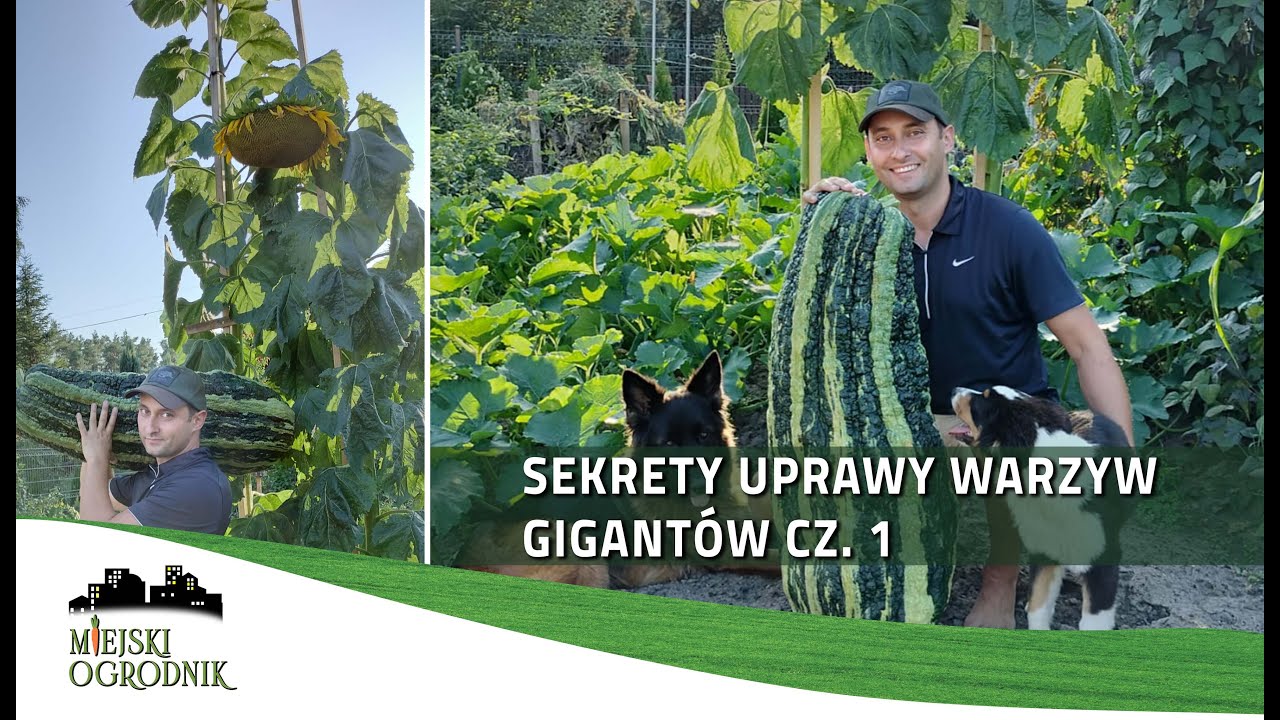 Sekrety uprawy warzyw gigantów cz.1