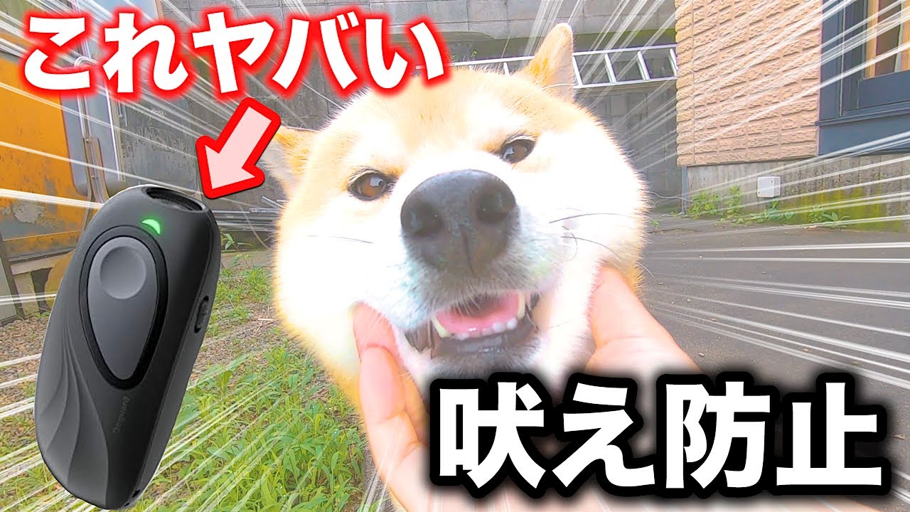 『柴犬』この吠え防止効果ヤバい！しつけに最強！！　＃柴犬　＃しつけ　＃吠え防止　＃Amazon