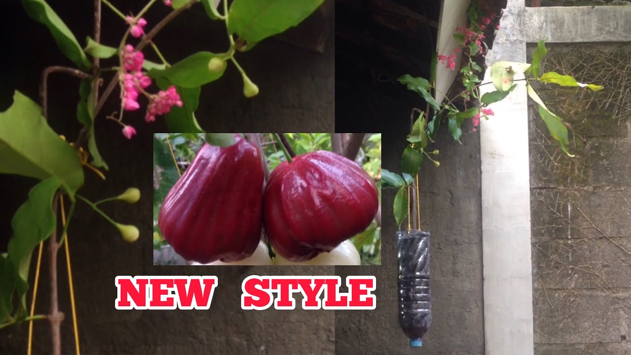 Jambu Rasa MADU MERAH DALHARI | HANGING WAX APPLE FRUIT PLANTS
