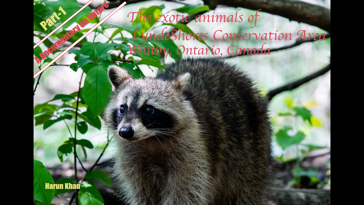 A Nature Documentary on the Exotic Animals of Lynde Shores Conservation Area (Part1)