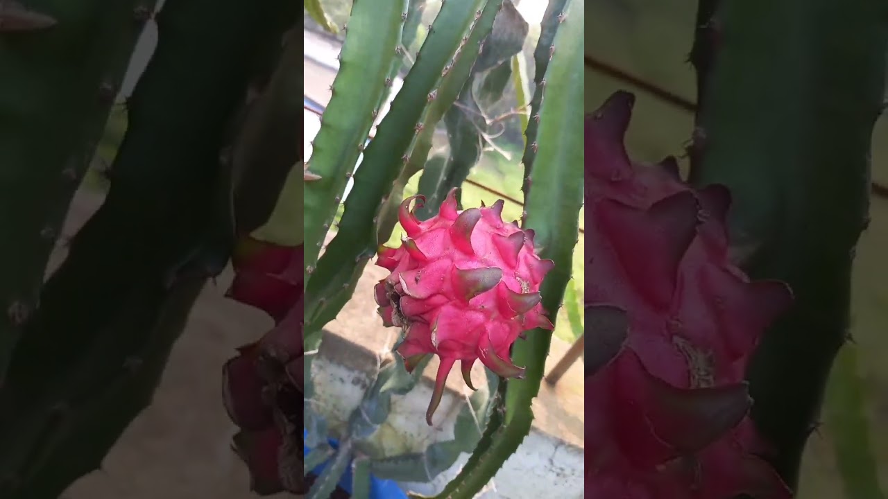 The Rooftop update October 2024.#gardening #terracegarden #dragonfruitfarm #nature