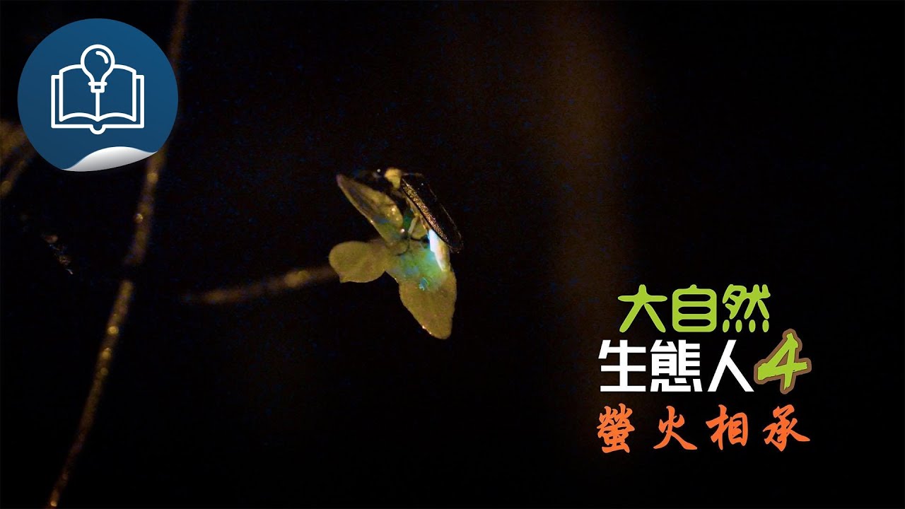 大自然  生態人4：螢火相承