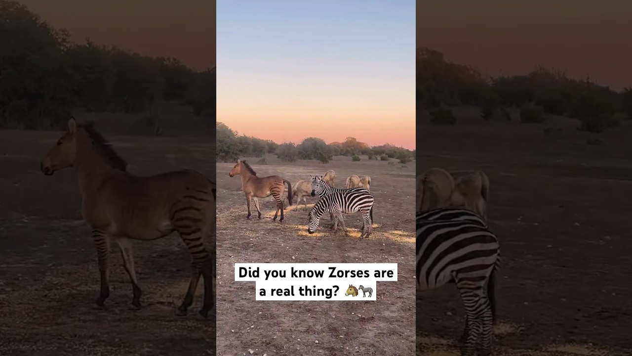 we accidentally breeded a ZORSE&hellip; but hey he turned out pretty cool🐴🤩🦓 #zebras #horse #zorse