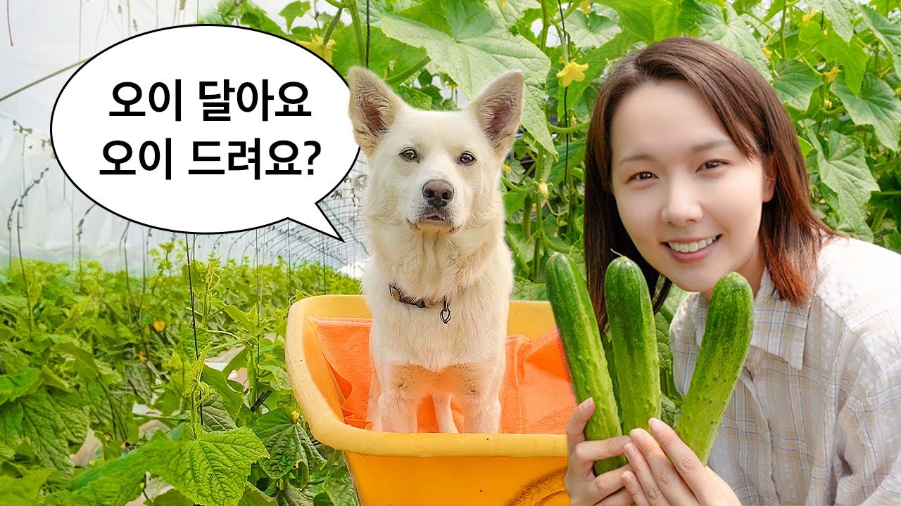 오이 키우느라 폭싹 속았수다