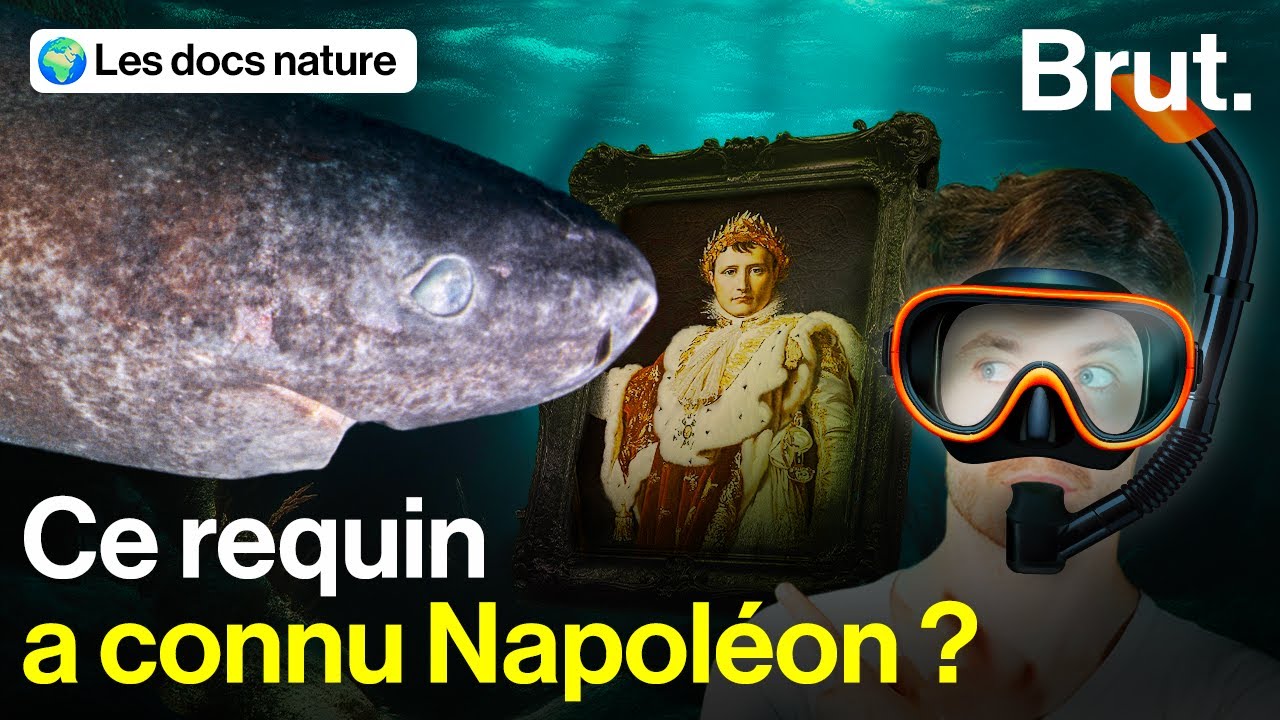 Quels sont les secrets de ce mystérieux requin qui résiste aux siècles ?