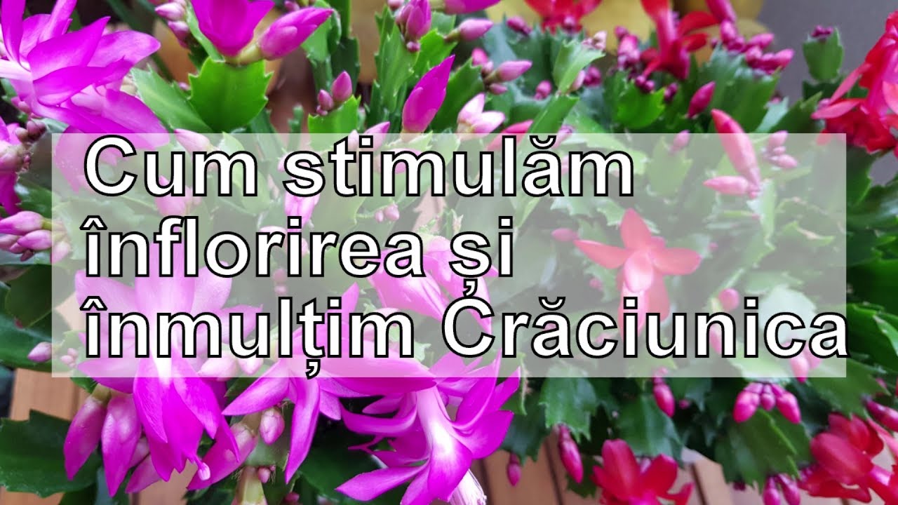 Cum stimulam înflorirea și inmultim Craciunica (Schlumbergera)