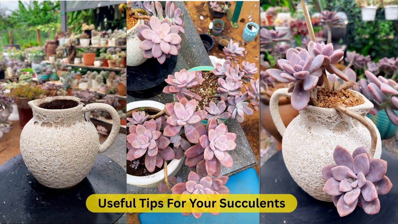Succulent Care Made EASY for Beginners!