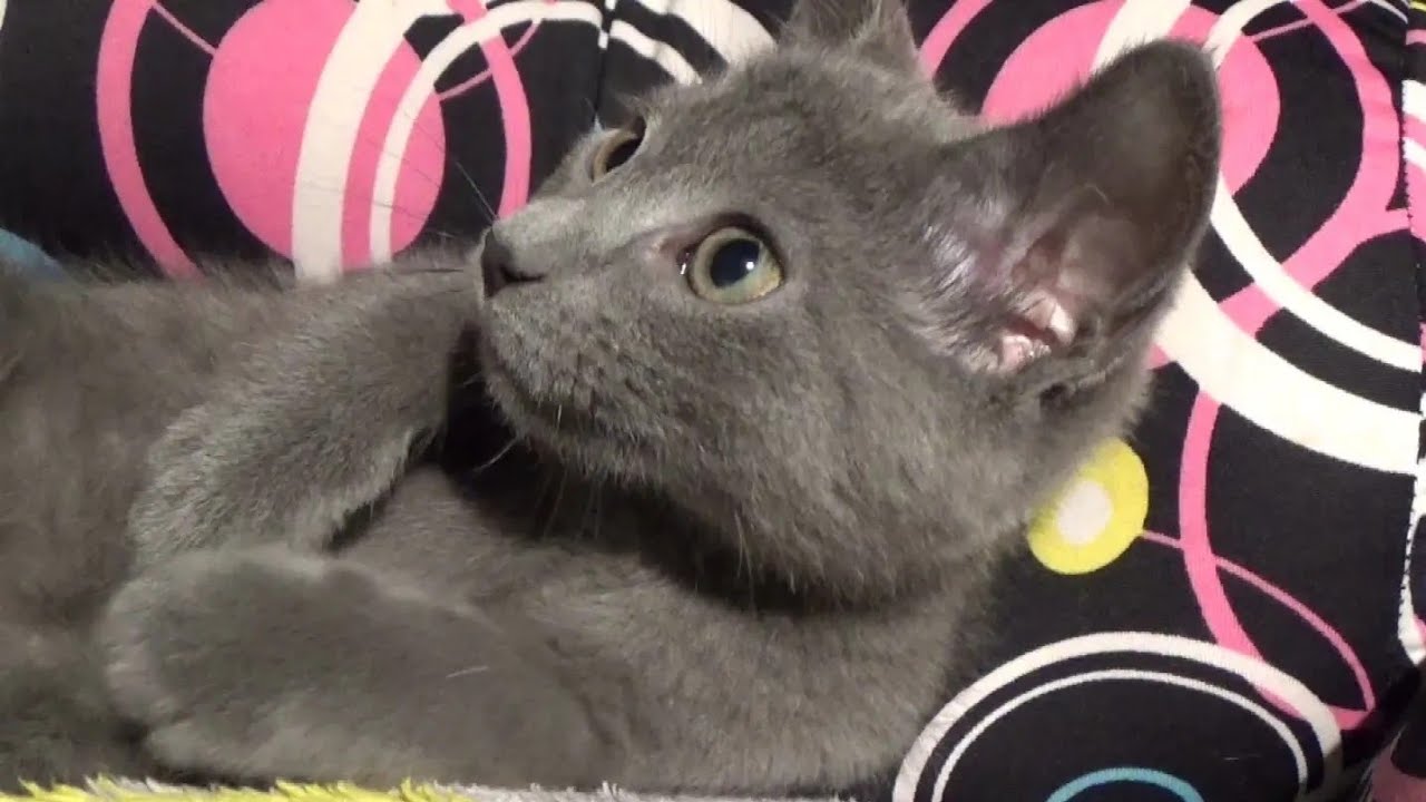 Kittens Playing - Foster Litter #29 - The Cat Pack - Catnip Pellet Marinated Toys