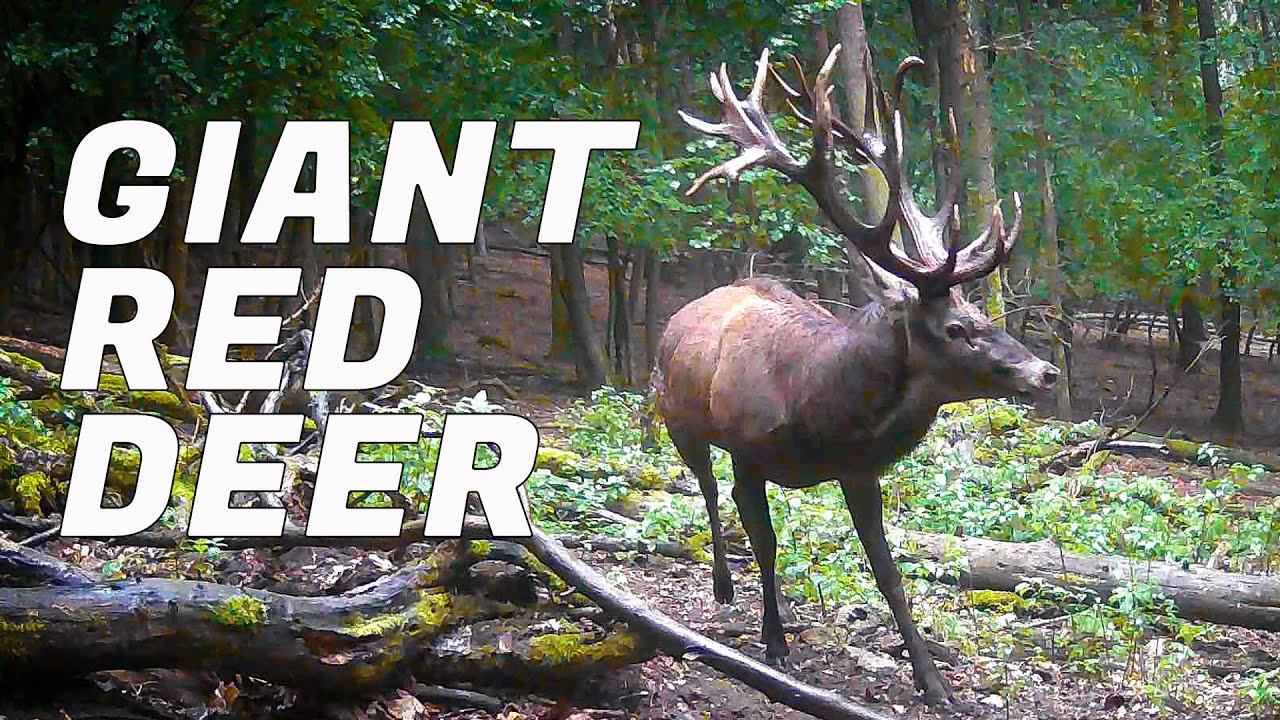 giant RED DEER / Wildlife in forest