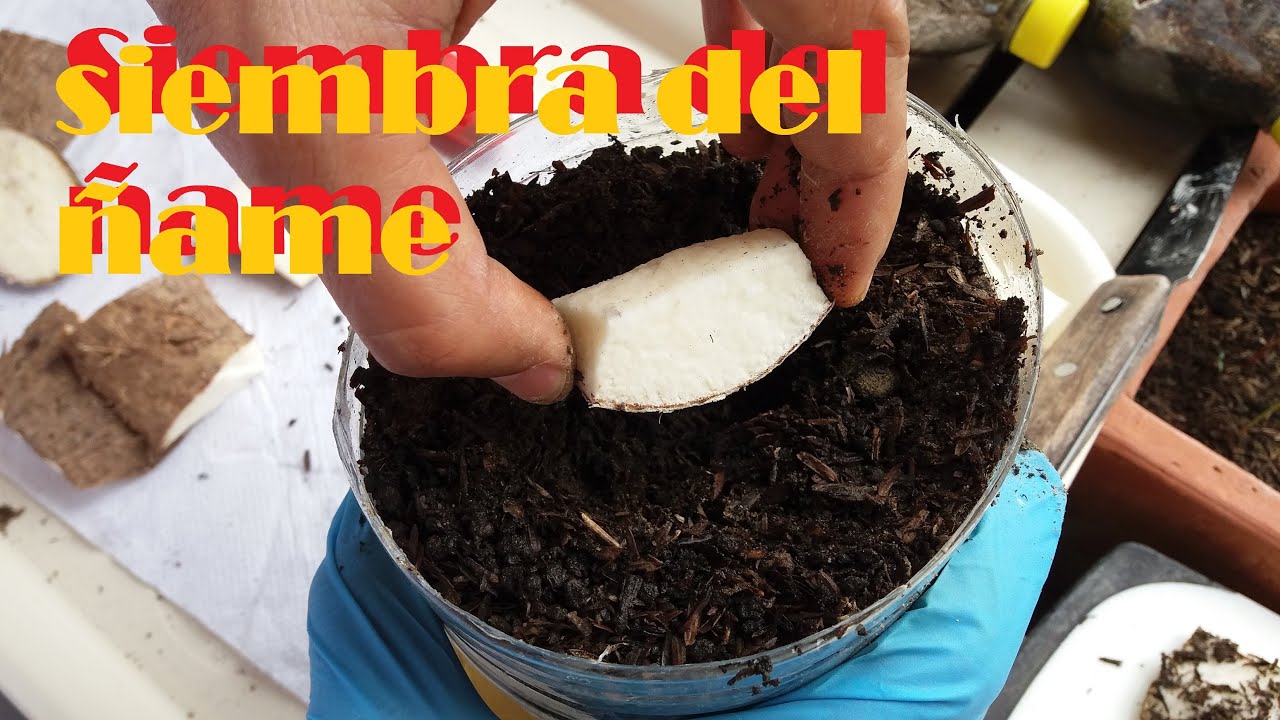 SELECCION Y FORMAS DE SIEMBRA DE LA SEMILLA DEL ÑAME