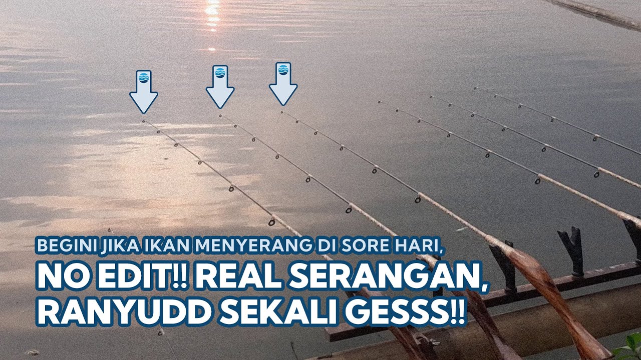 NO EDIT!! SERANGAN SORE HARI!! Ikan datang, kami p*lang zzz - Mancing Saguling Terbaru 2026&nbsp;#83