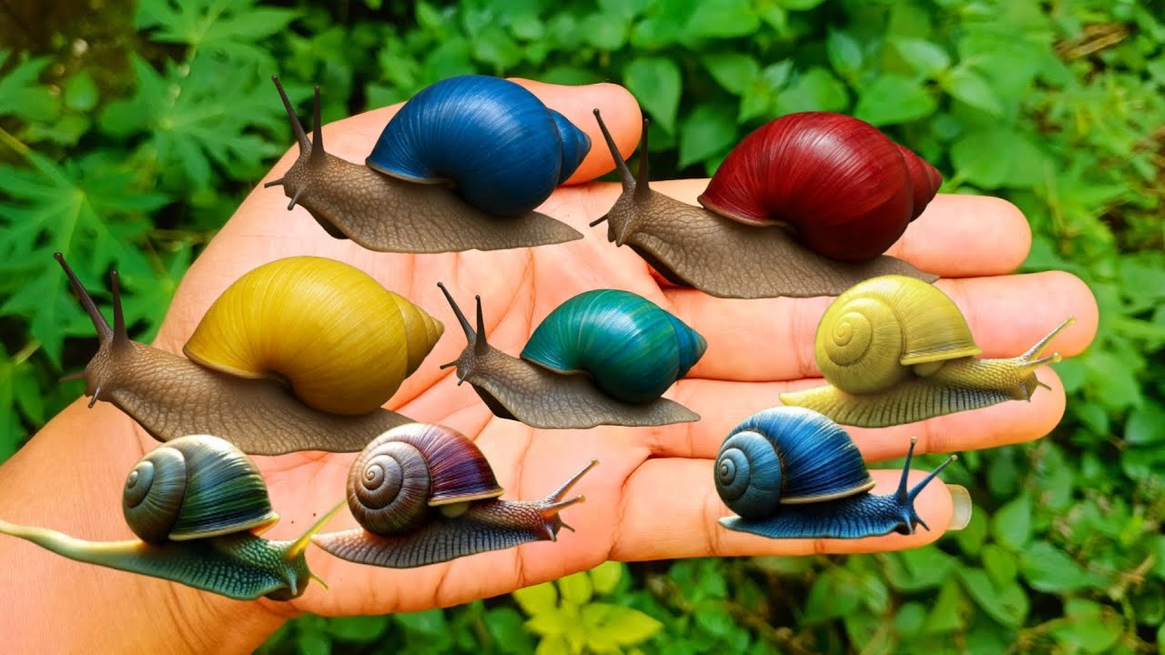HUNTING SNAIL - serunya mencari bekicot di malam hari, ada juga snail, keong, kodok, kayak, siput