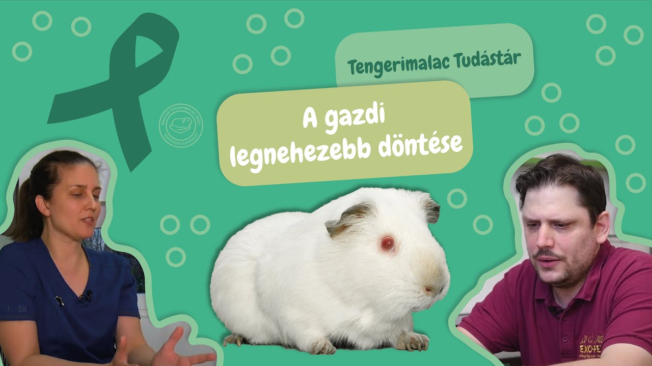 A gazdi legnehezebb döntése - Mikor van szükség eutanáziára? (Tengerimalac Tudástár, 60. rész)