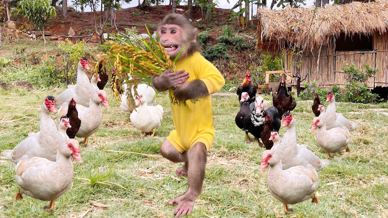Unbelievable! Monkey Max obediently takes care of other animals in the forest
