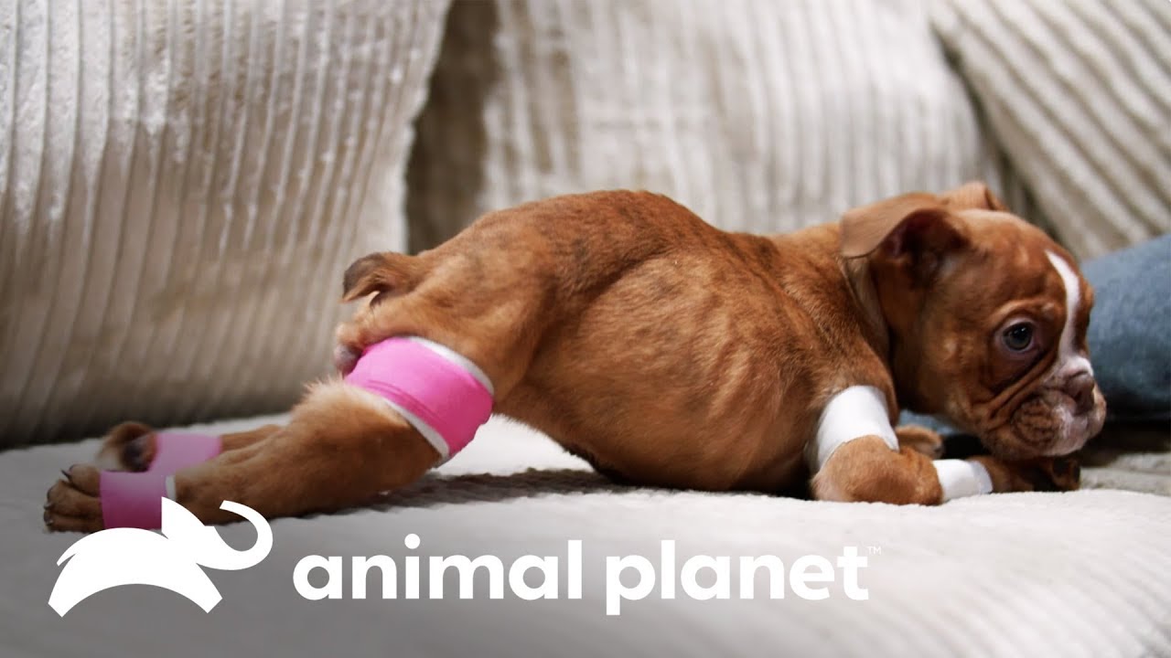 Filhote corre o risco de perder suas 4 pernas | Família ao Resgate | Animal Planet Brasil