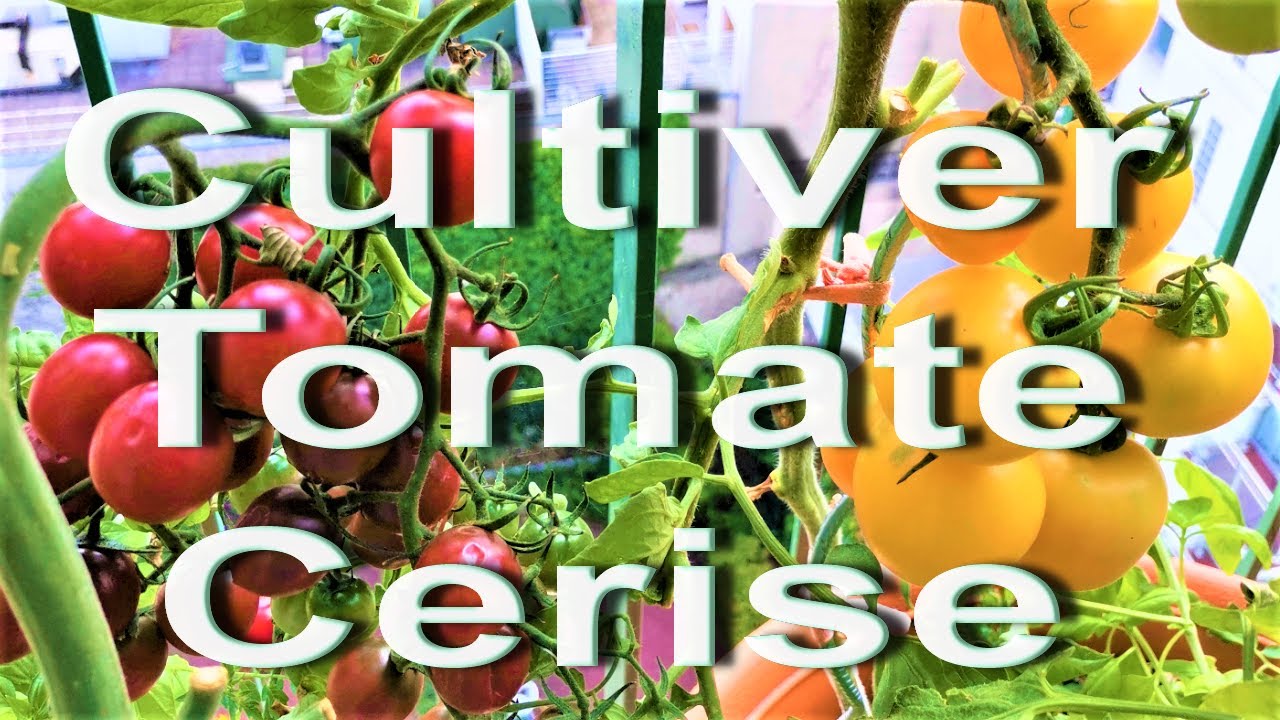 Tomate cerises en pot, Comment cultiver des tomates cerises en pot, How to cultivate Cherry Tomato