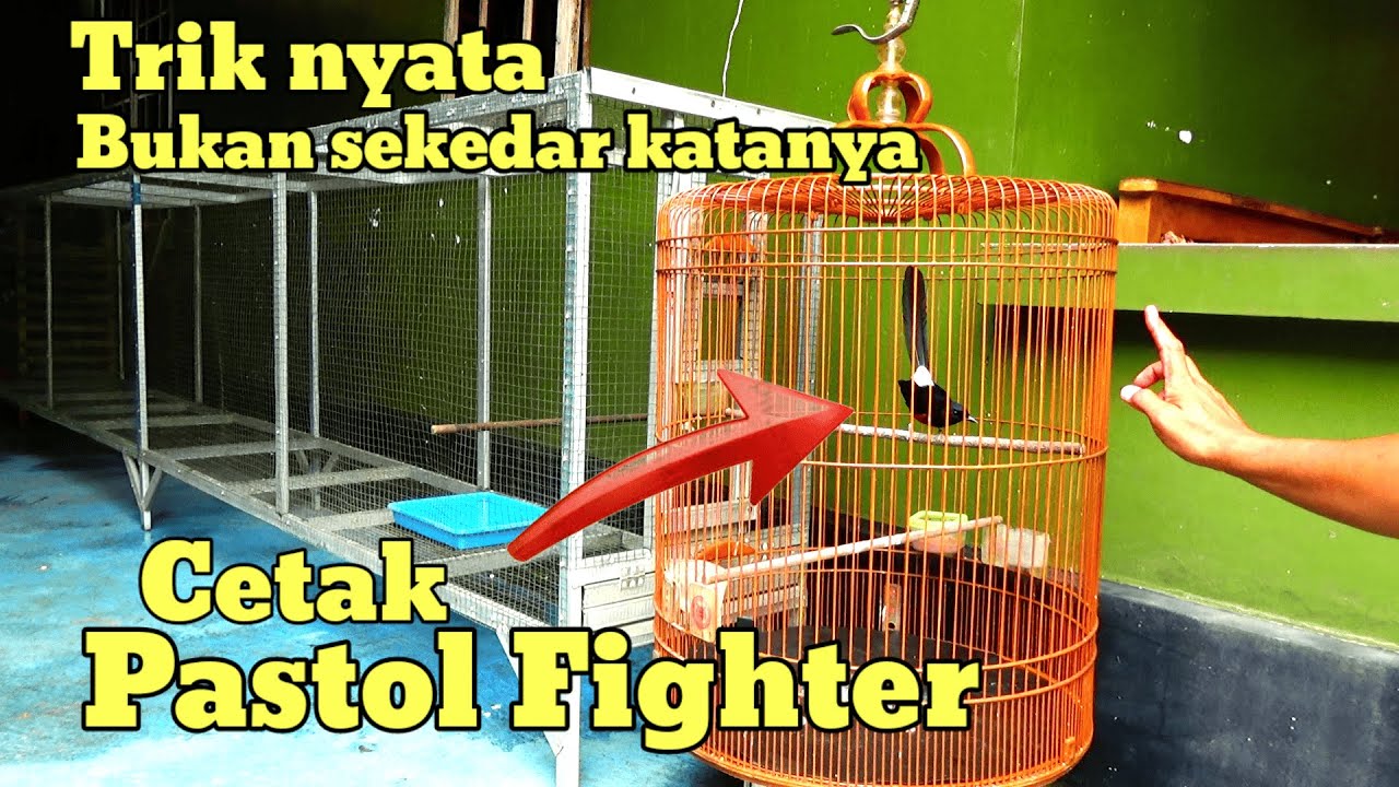 IKUTI TRIK INI | CARA CETAK MURAI BATU PASTOL GACOR FOGHTER 