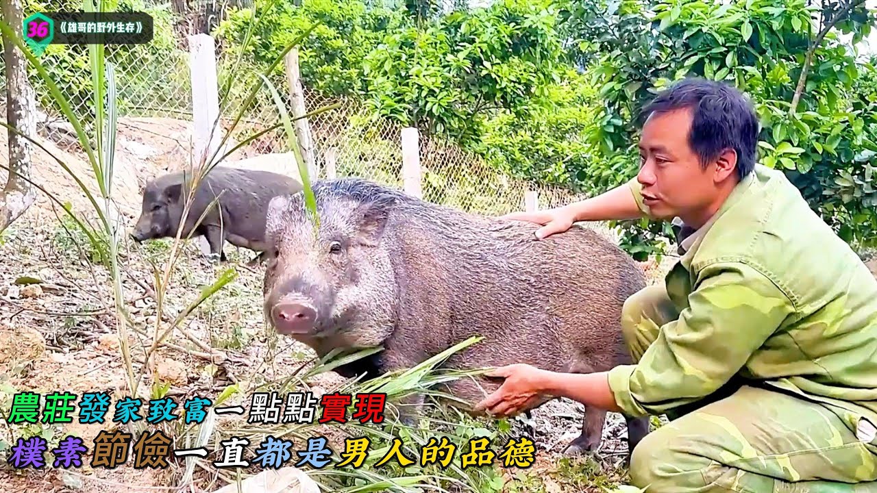 農莊發家致富一點點實現，樸素節儉一直都是男人的品德《雄哥的野外生存》36