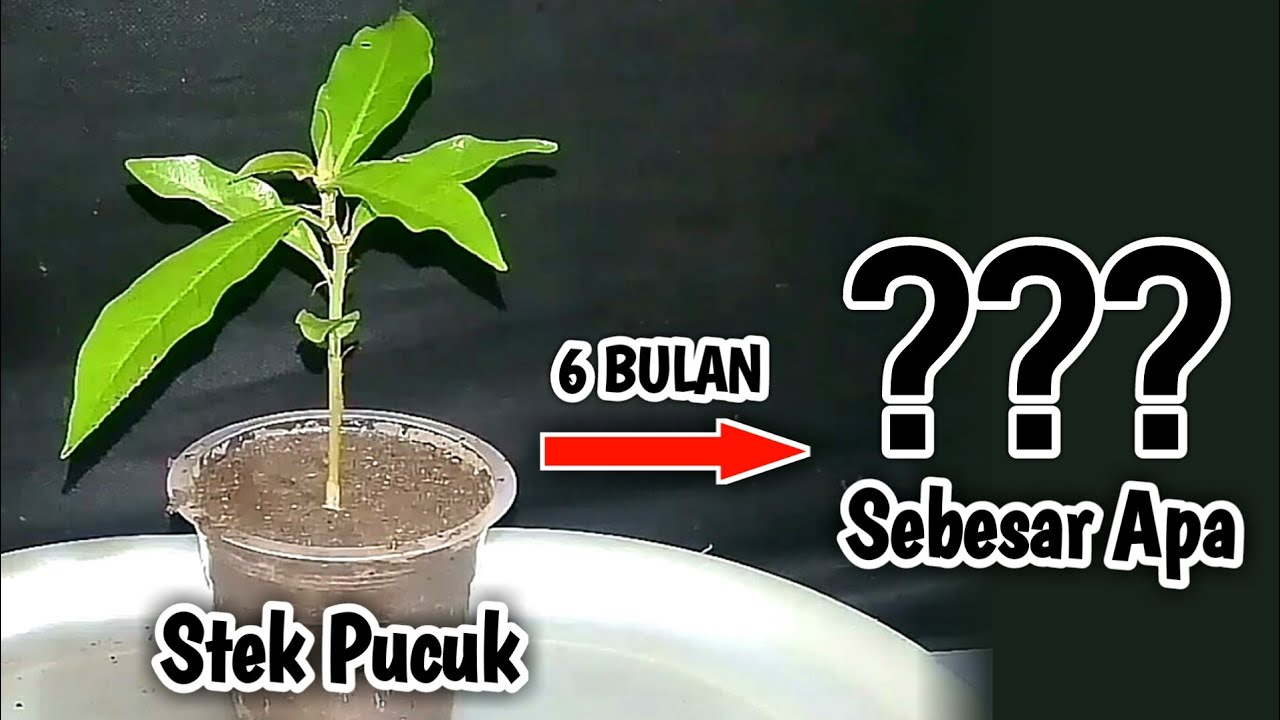 Membuat Bonsai Loa Dari Nol Hasil Stek Batang Pucuk Loa