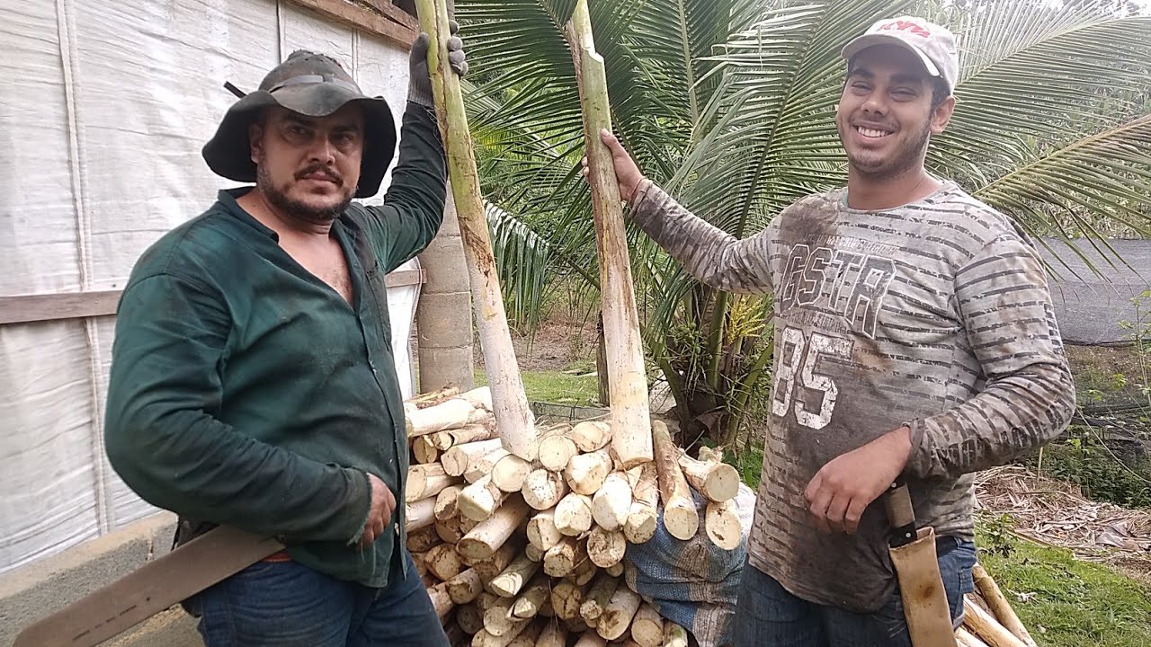 cortando palmito pupunha é falando sobre isso