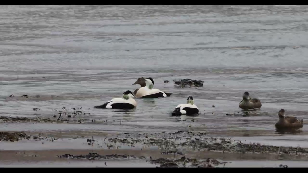 Isle of Mull Eider Ducks