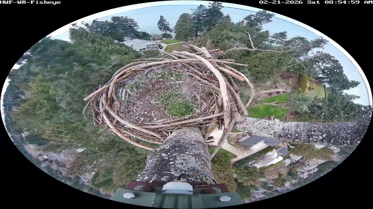 HWF-WR-Wide Live Stream