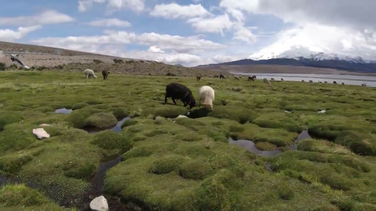 Altiplano de Arica y Parinacota. Putre, Pucar&aacute; de Copaquilla, Lagunas Cotacotani, Lago Chungara
