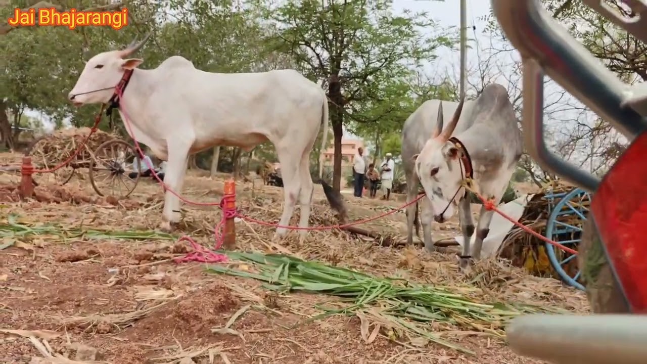 khilari bail|Khilari bull|khilari bull market #cattles #khilari #bulls#bullsmarket &lrm;@SHETIGURUJI&nbsp;