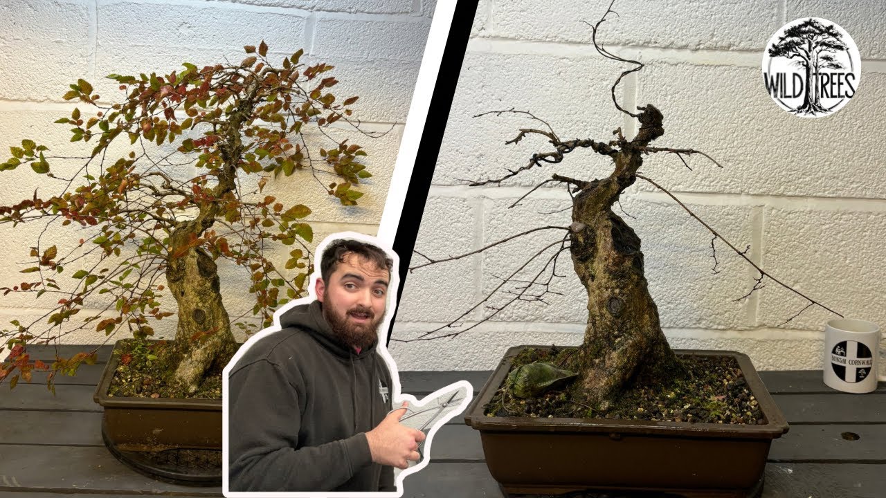 Korean Hornbeam - Wild Trees Ep1
