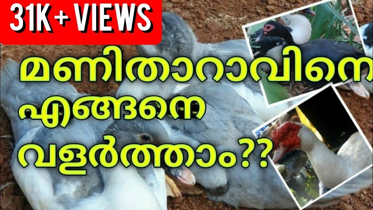 muscovy duck malayalam | flying duck | മണിതാറാവ് | mathews thaliparamba
