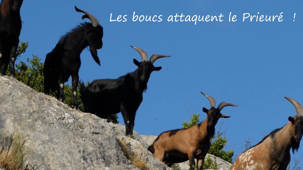 Sainte-Victoire, les ravages des boucs et Chèvres