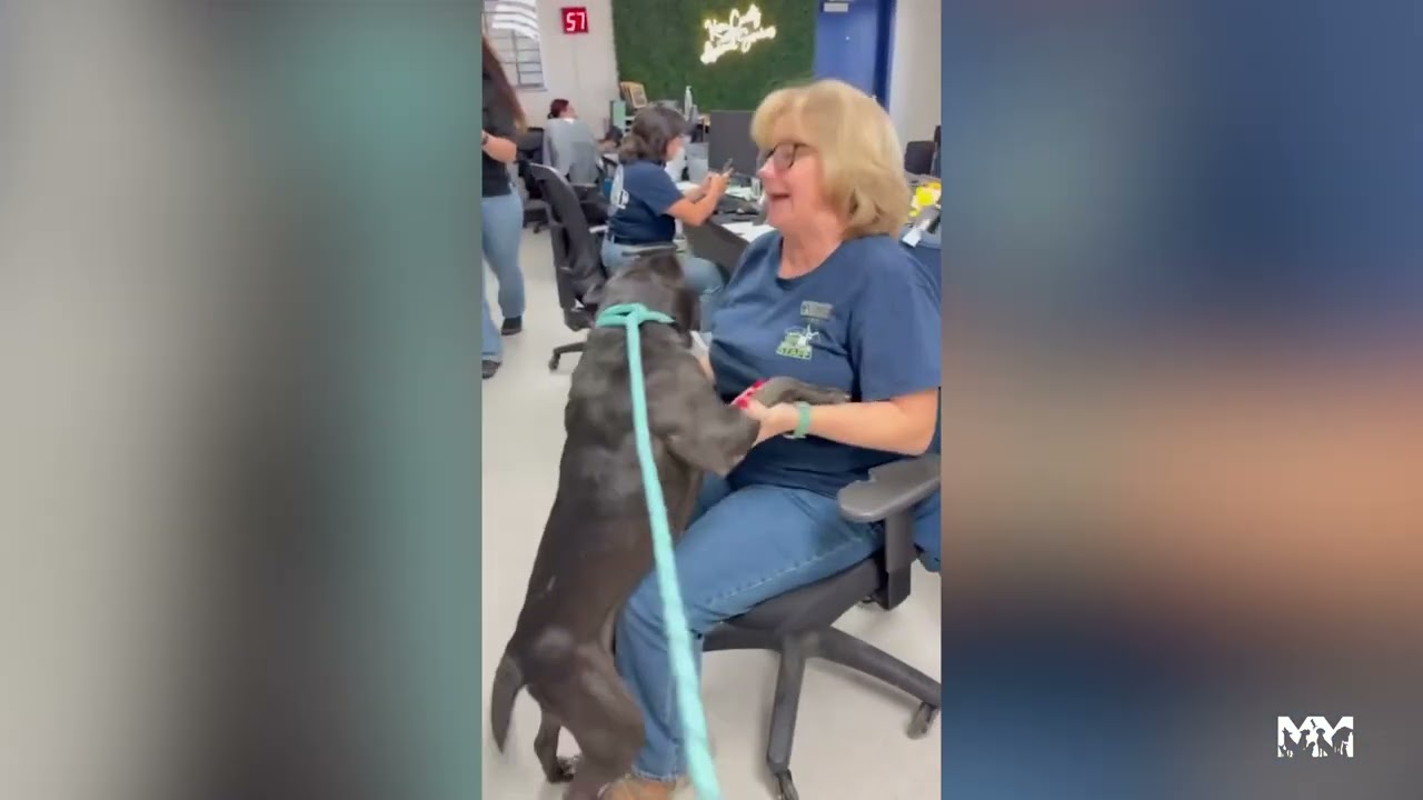 Rescuing Betty | Marley's Mutts